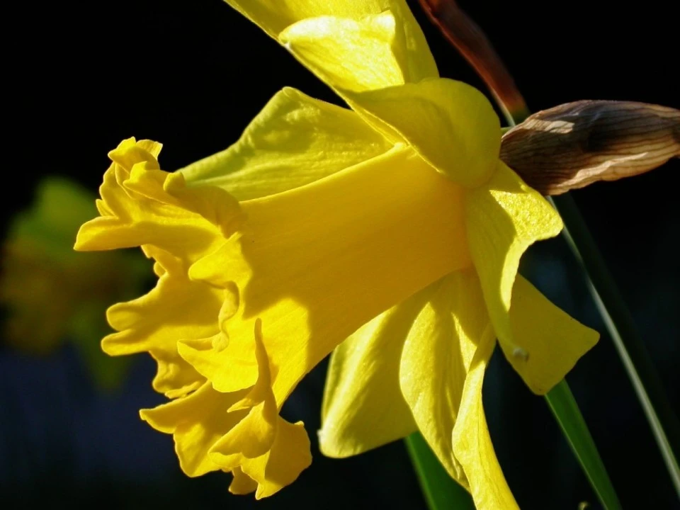 Daffodil