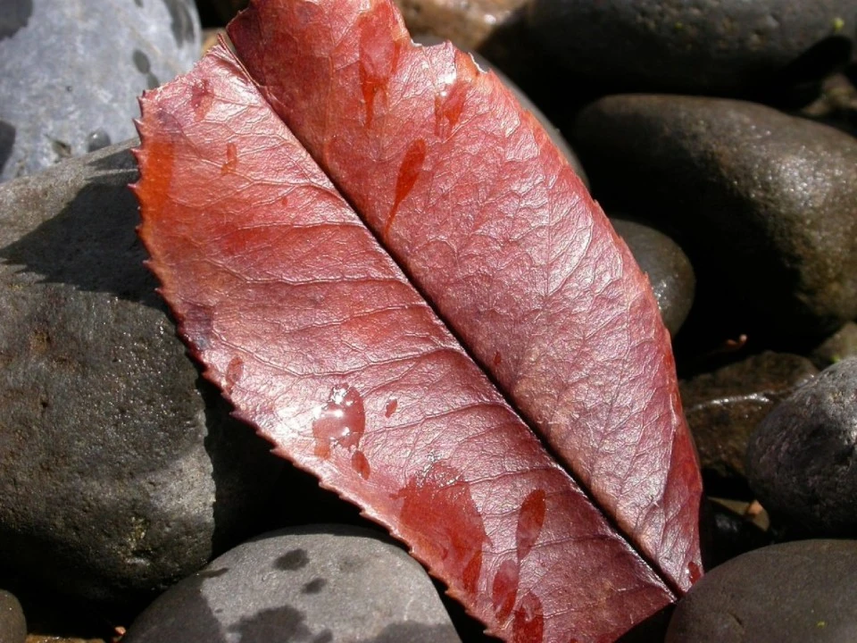 Wet Leaf on Rocks