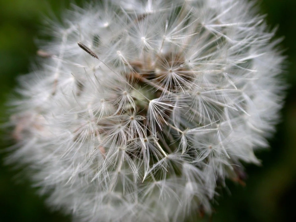 Dandelion