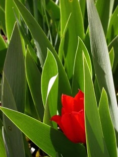 Early Tulip