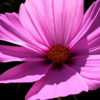 Flourescent Purple Flower