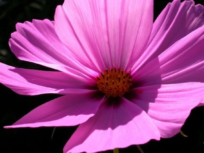 Flourescent Purple Flower