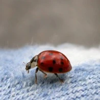 A Ladybird's Journey