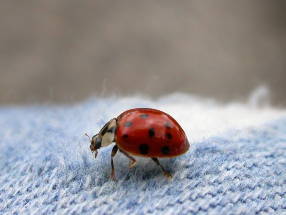 A Ladybird's Journey