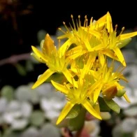 Flower in Crag