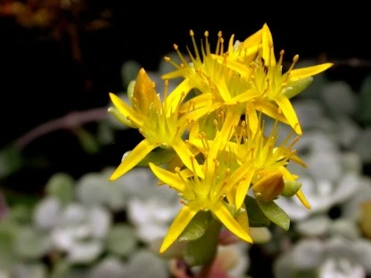 Flower in Crag