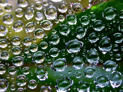 Droplets, Sheet Weaver's Web