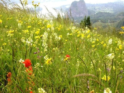 Wildflowers, Columbia Gorge