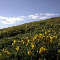 Groundsel