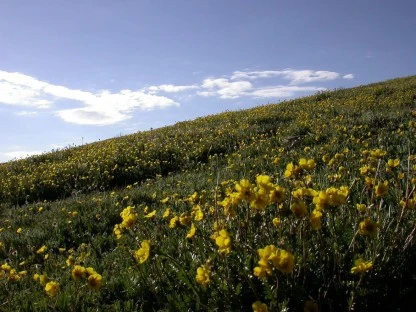 Groundsel