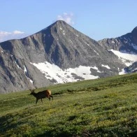 Elk, Colorado Rockies
