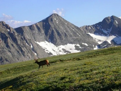 Elk, Colorado Rockies