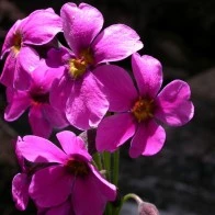 Parry Primrose