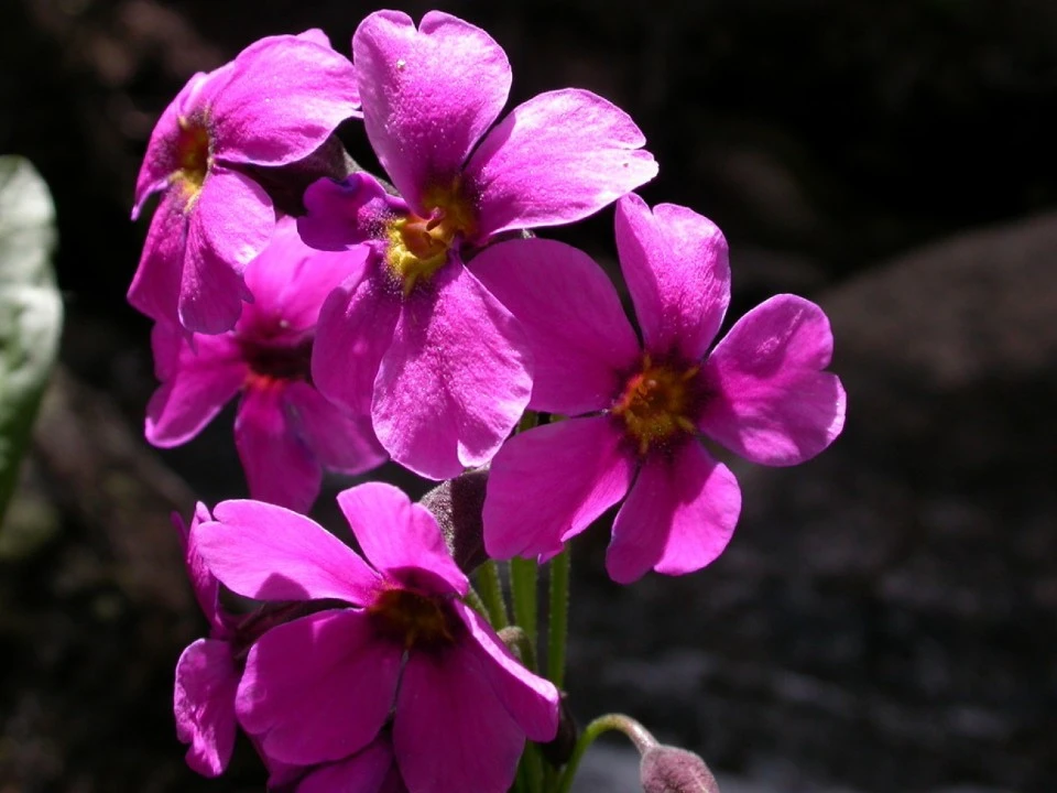 Parry Primrose