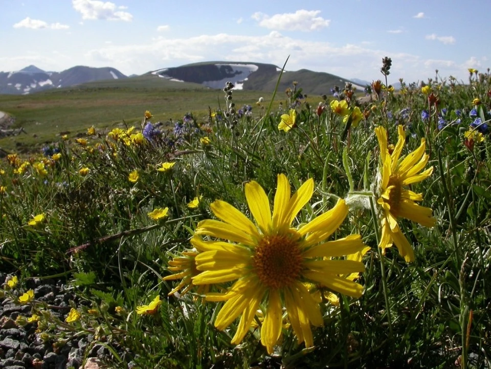 Wildflowers, Continental Divide