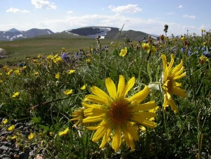 Wildflowers, Continental Divide
