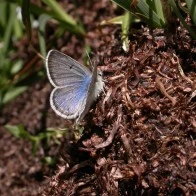 Blue Spark of Insect