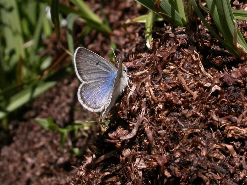 Blue Spark of Insect