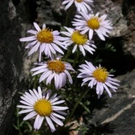 Subalpine Daisy