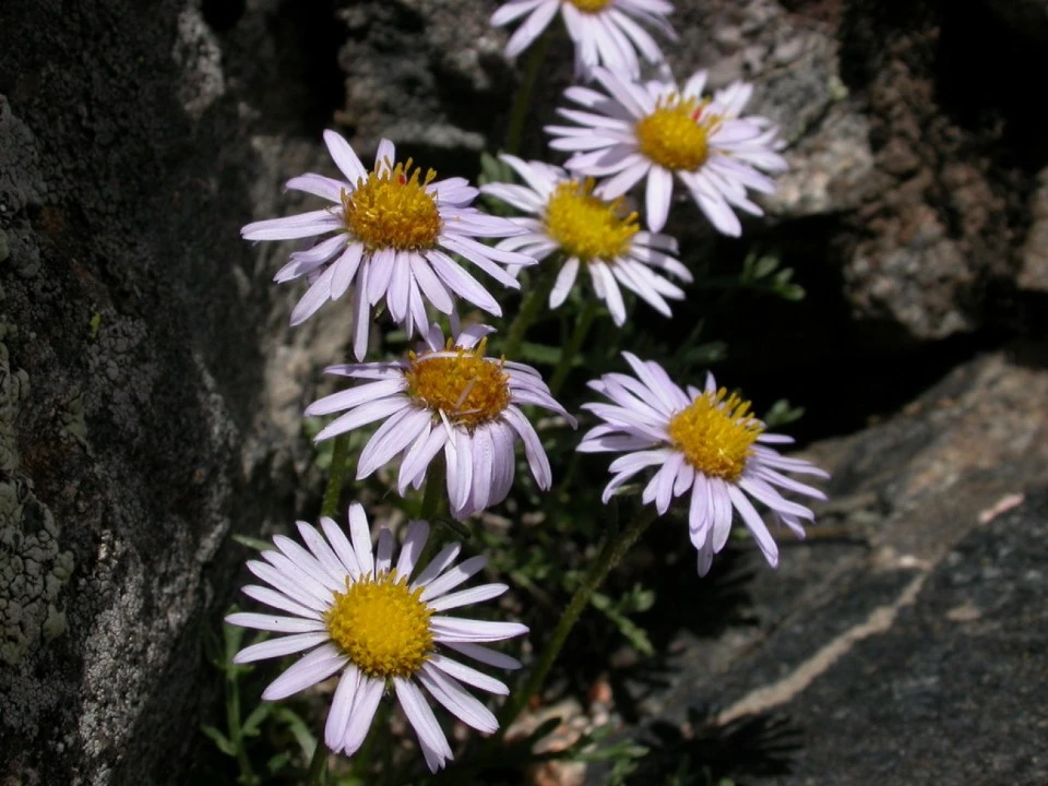 Subalpine Daisy