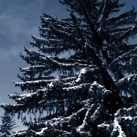 Snow Covered Trees