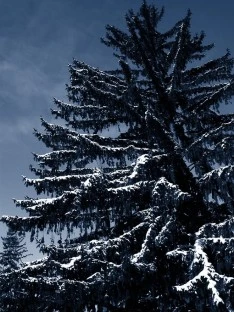 Snow Covered Trees