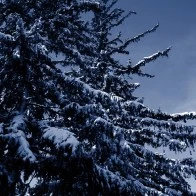 Snow Covered Trees