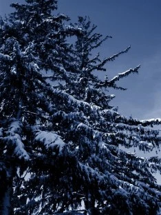 Snow Covered Trees