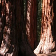 Sequoias