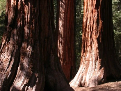 Sequoias