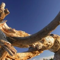 Driftwood, Sentinel Dome