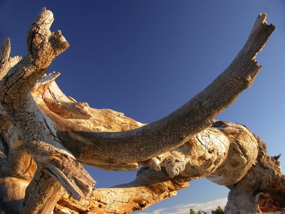 Driftwood, Sentinel Dome