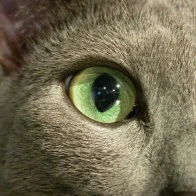 Catseye