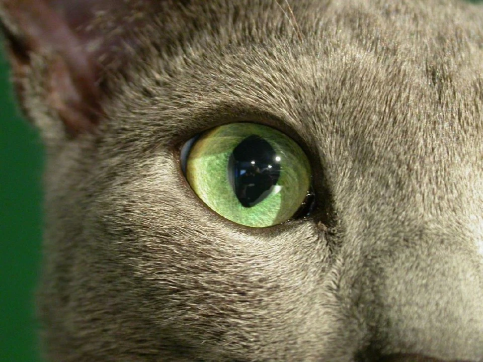 Catseye