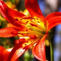 Wildflower, Cathedral Lakes