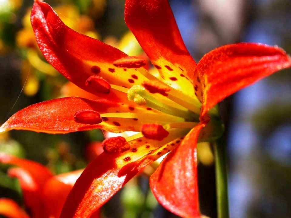 Wildflower, Cathedral Lakes