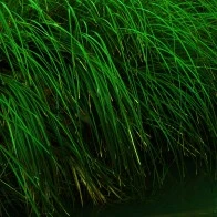 Creek Grasses