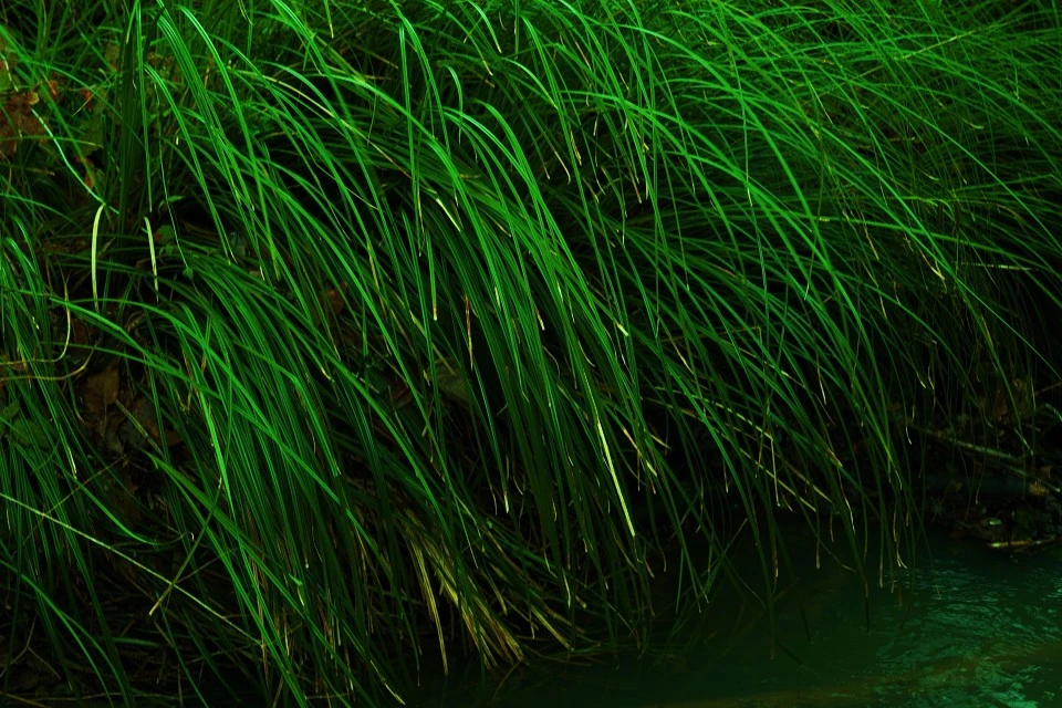 Creek Grasses