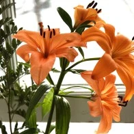 Orange Lilies