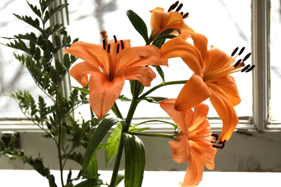 Orange Lilies