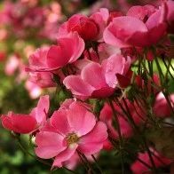 Suburban Garden