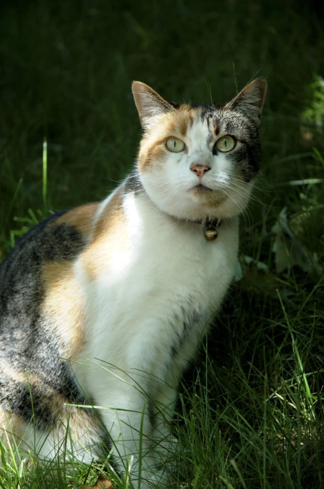 Tortoiseshell and White