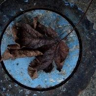 Bed of Leaves