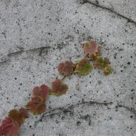 Ivy on Cement