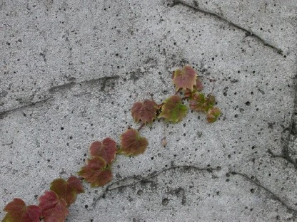 Ivy on Cement