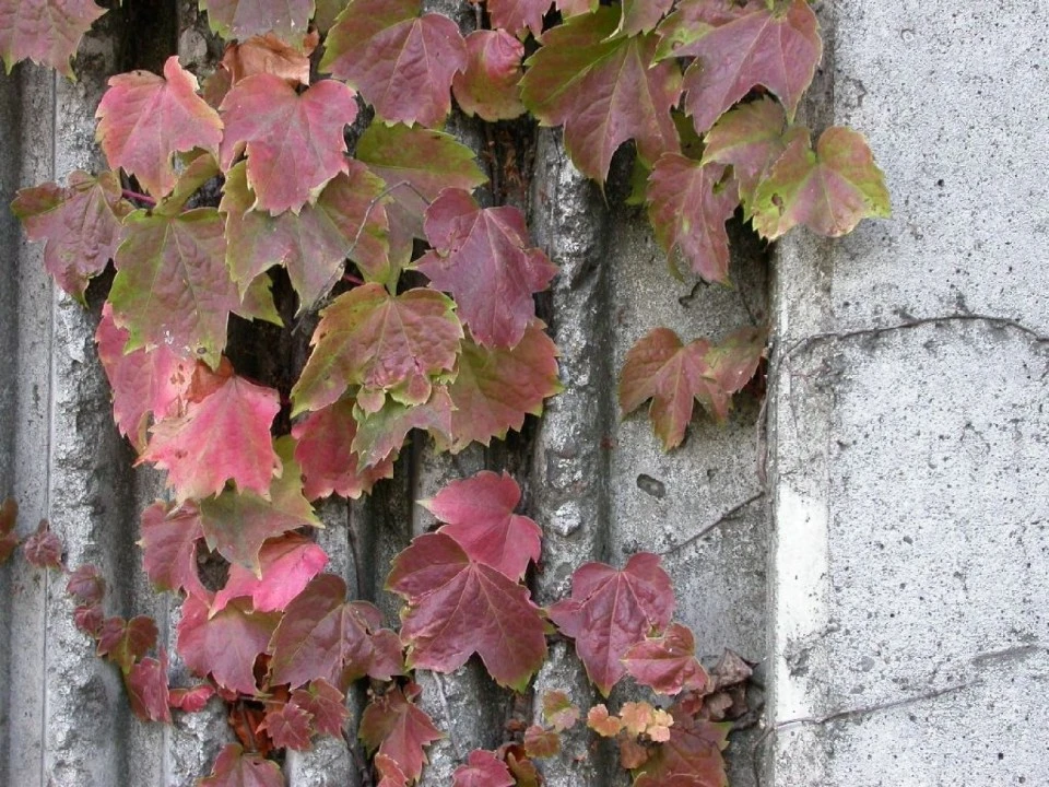 Ivy on Cement