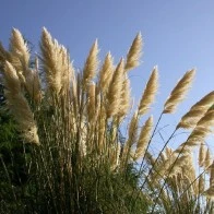 Tufted Summer Plants