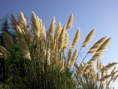 Tufted Summer Plants