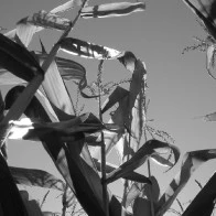 Corn Stalks on Suavie Island