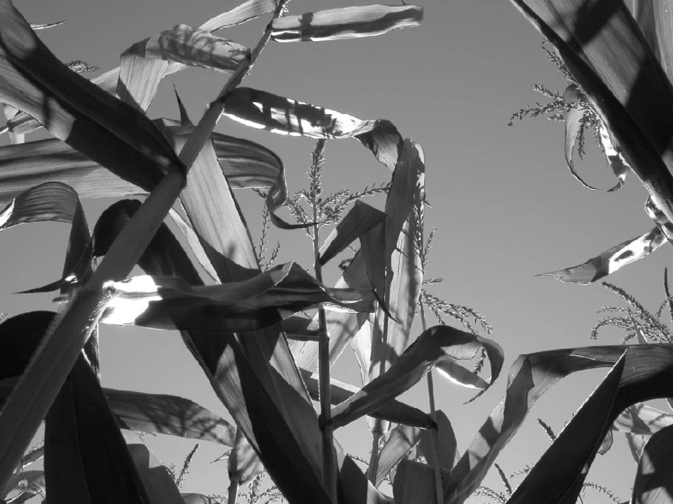 Corn Stalks on Suavie Island